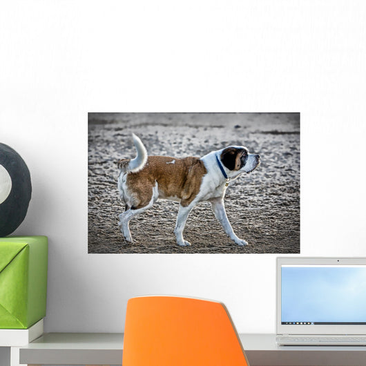 St Bernard Dog Wall Mural