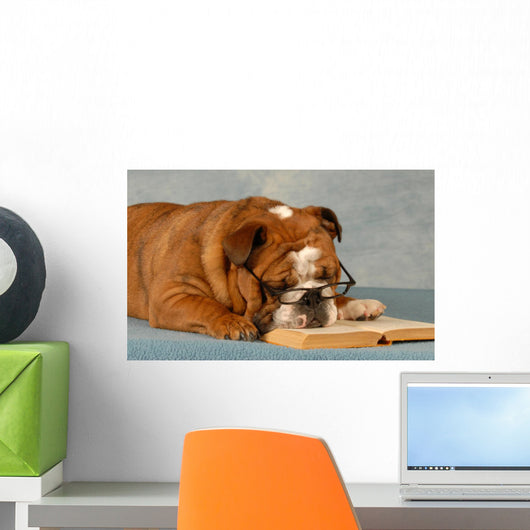 English Bulldog Sleeping With Reading Glasses Wall Mural
