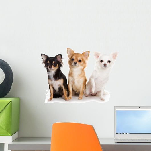 Chihuahua dog on white background Wall Decal
