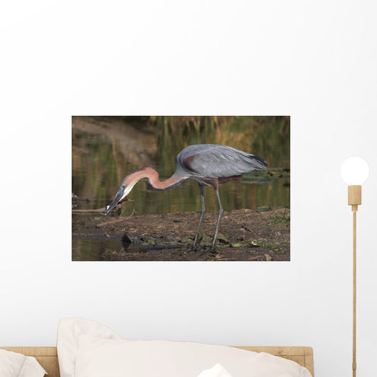 Goliath Heron Wall Mural