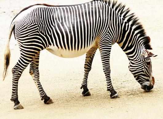 Zebra Wall Mural