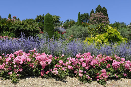 Provencal garden Wall Mural
