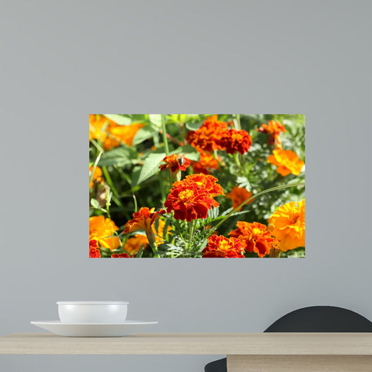 marigolds, Tagetes patula Wall Mural