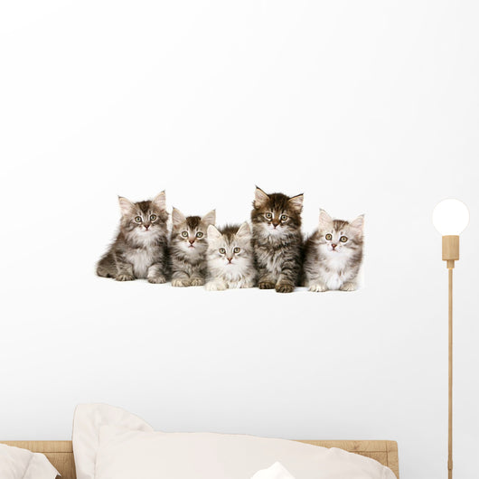 Siberian Forrest kittens Wall Decal