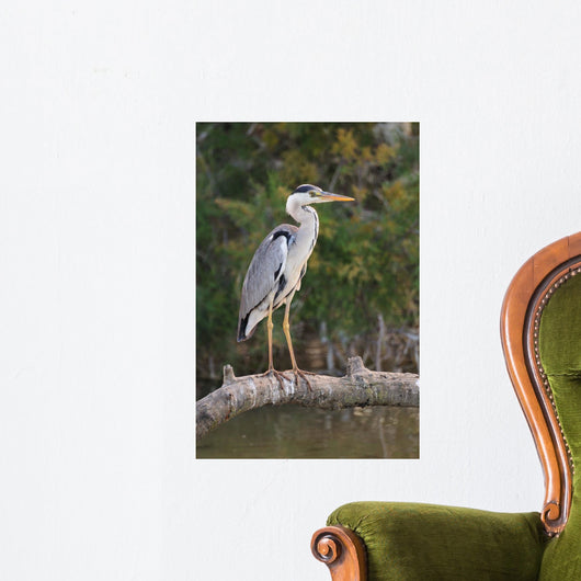 Adult Gray Heron Waiting for Fish Wall Mural