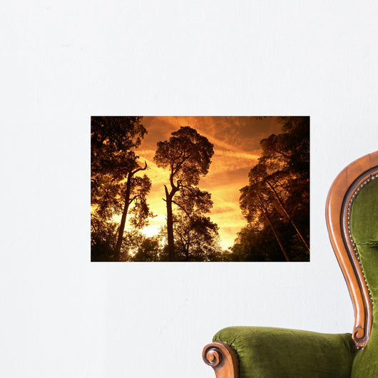 Aurora Fontainebleau Forest Wall Mural
