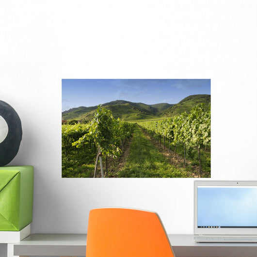 Vineyards in Wachau Wall Mural