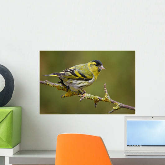 Siskin in Spring Plumage Wall Mural
