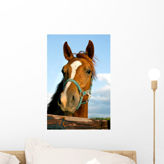 Closeup of the Head of a Horse Wall Mural