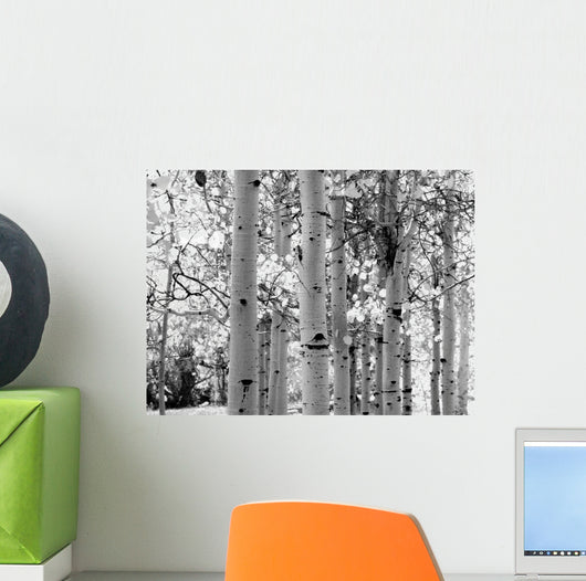 Black and White Image of Aspen Trees Wall Mural