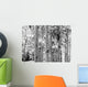 Black and White Image of Aspen Trees Wall Mural