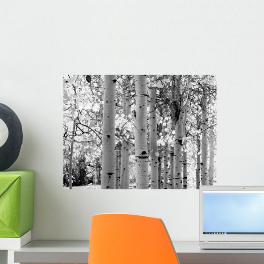 Black and White Image of Aspen Trees Wall Mural