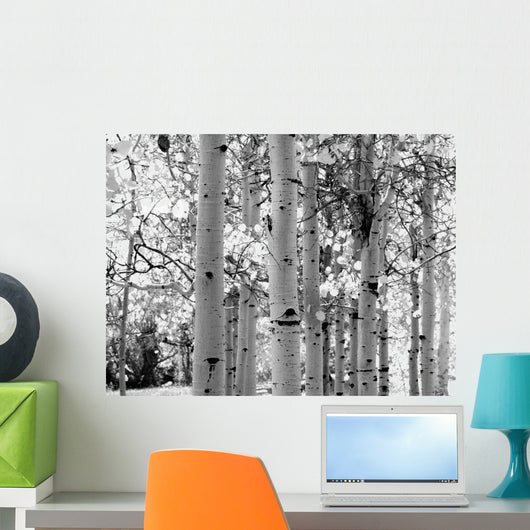 Black and White Image of Aspen Trees Wall Mural
