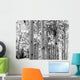 Black and White Image of Aspen Trees Wall Mural