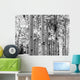 Black and White Image of Aspen Trees Wall Mural