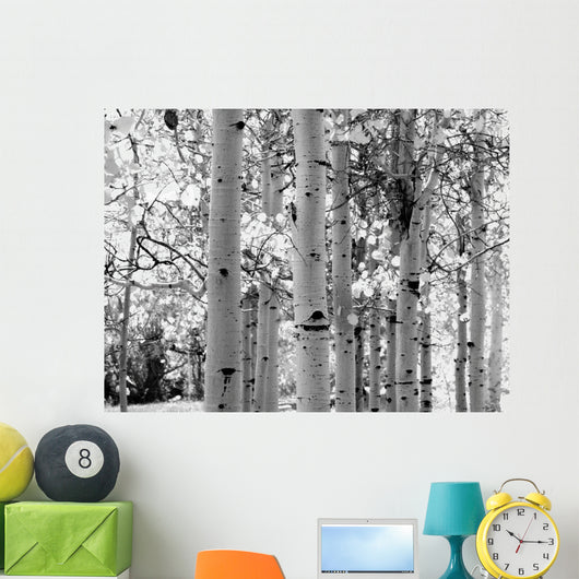 Black and White Image of Aspen Trees Wall Mural