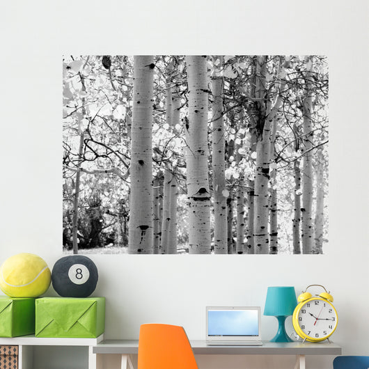 Black and White Image of Aspen Trees Wall Mural