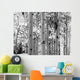 Black and White Image of Aspen Trees Wall Mural