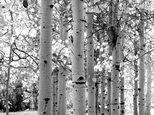 Black and White Image of Aspen Trees Wall Mural