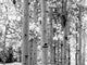 Black and White Image of Aspen Trees Wall Mural