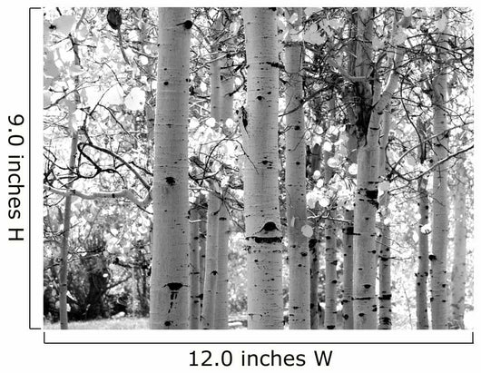 Black and White Image of Aspen Trees Wall Mural