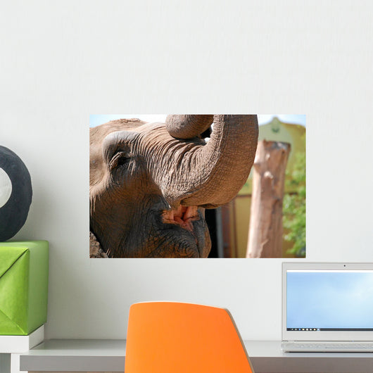 Elefant Wall Mural