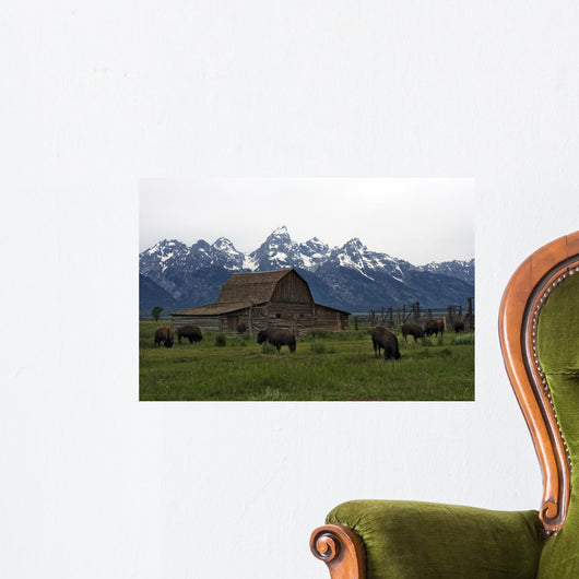 Bisons with Old Barn in Grand Teton Wall Mural