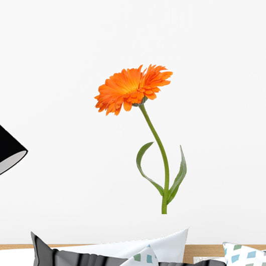 Calendula Wall Decal