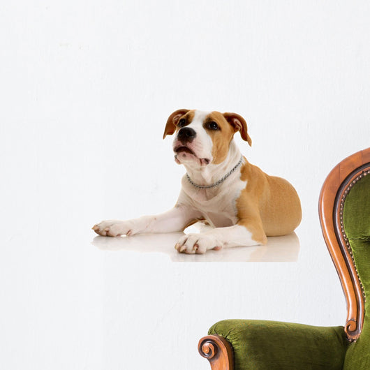 American Staffordshire Terrier on White Background Wall Decal