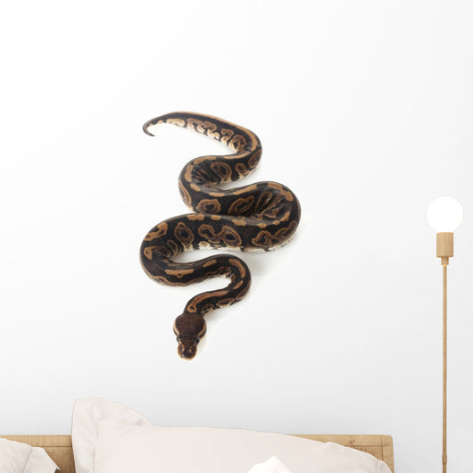 Black Pastel Ball Python Wall Decal