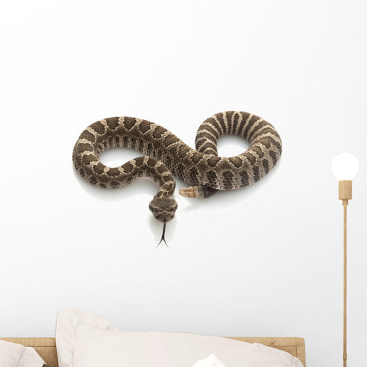 Northern Pacific Rattlesnake Wall Decal