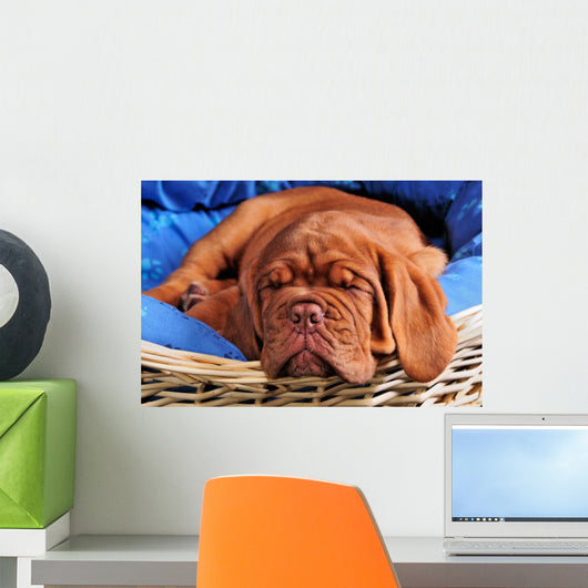 Dogue De Bordeaux Puppy Sleeoing Wall Mural