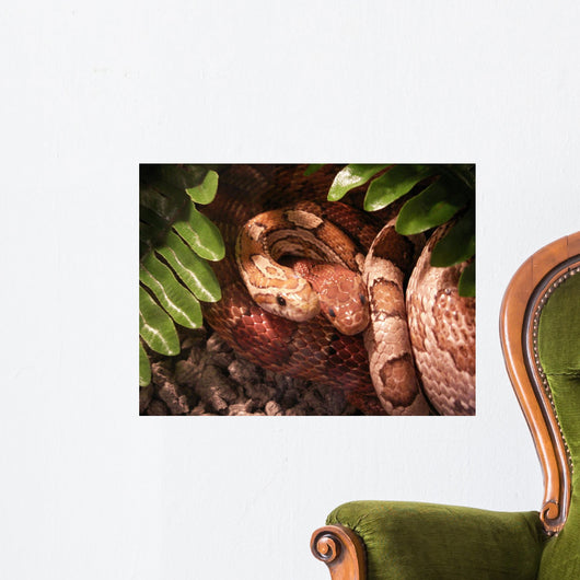 Corn Snakes in Love Wall Mural