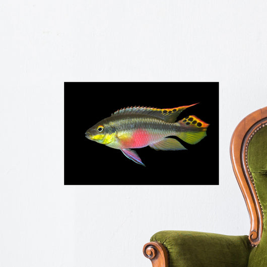 Kribensis or Purple Cichlid Pelvicachromis Pulcher Wall Mural