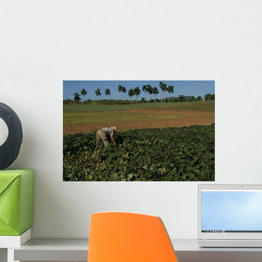 Ecologist Cuban Farmer Wall Decal