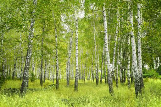 Birch Wall Decal