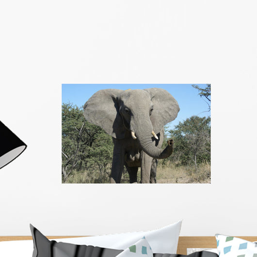 Elephant Wall Mural