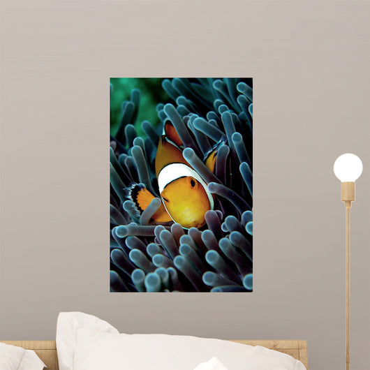 Clown Fish Wall Decal