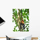 young male spider monkey hanging from tail Wall Mural