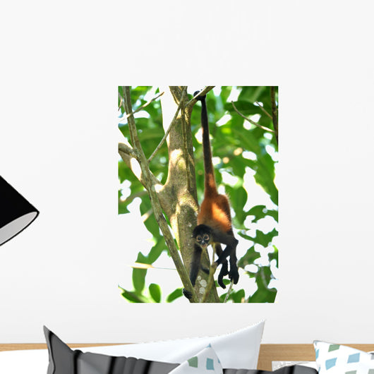 young male spider monkey hanging from tail Wall Mural