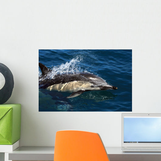 Common Dolphin Jumping Wall Mural