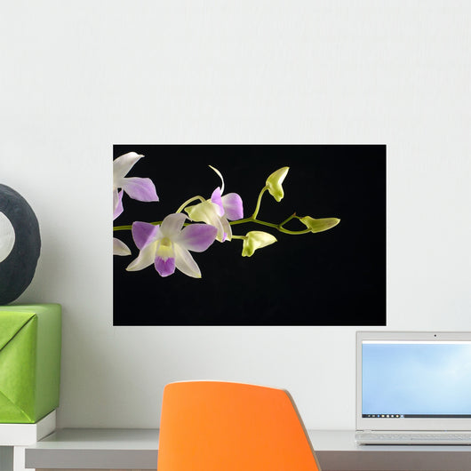 Tropical orchid on black Wall Mural