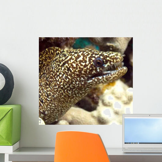 Moray He Wall Decal