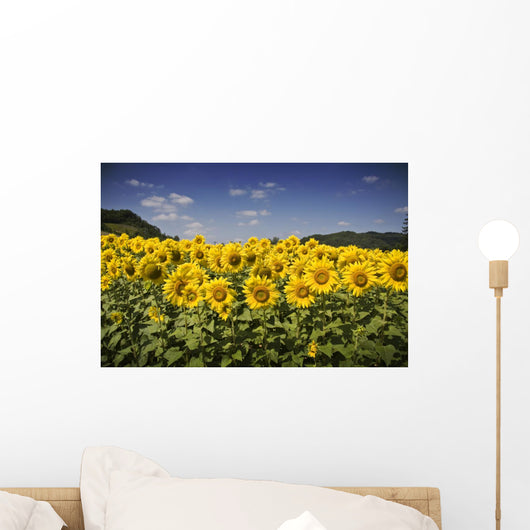 Girasoli Del Monferrato Wall Mural