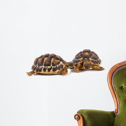 Turtles Wall Decal