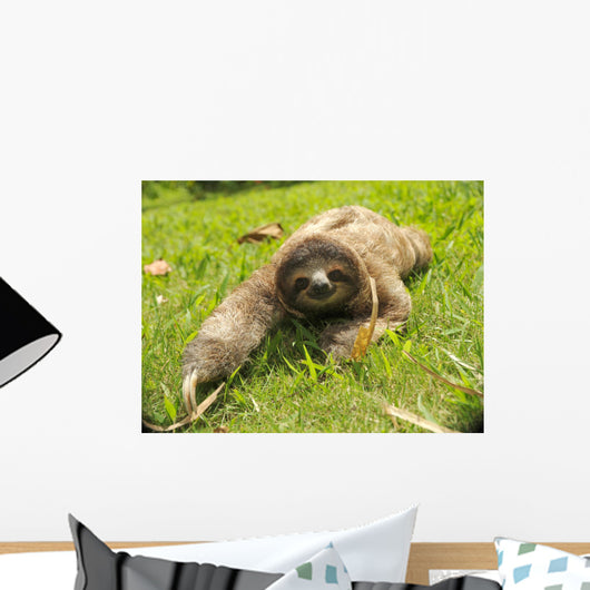 cute three toe sloth juvenile male on grass Wall Mural