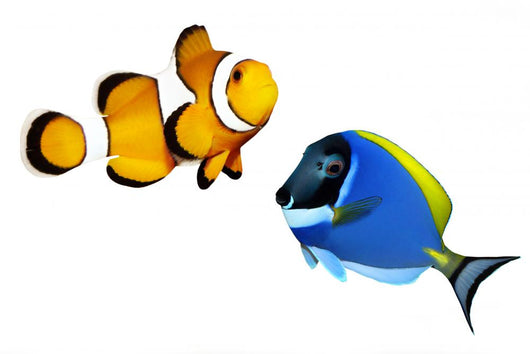 Tropical Reef Fish Clownfish Wall Decal