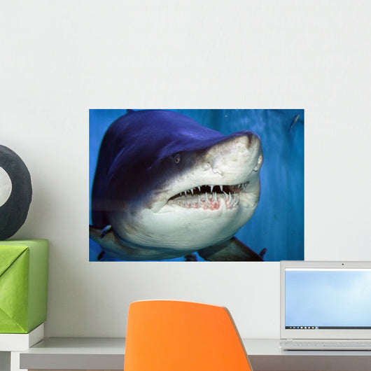 Shark Mouth Wall Mural