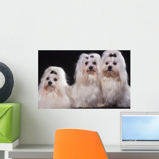 Trois Bichons Maltais Assis Wall Mural