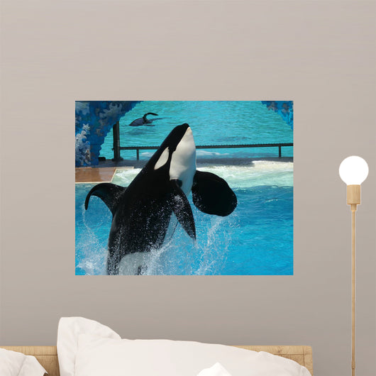 Male Killer Whale Breaches in Oceanarium Show Wall Mural